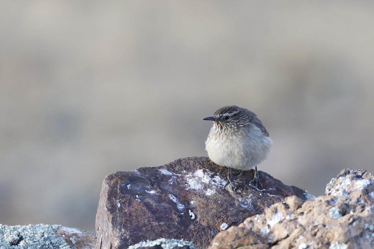 Streak-throated Canastero - ML597308171