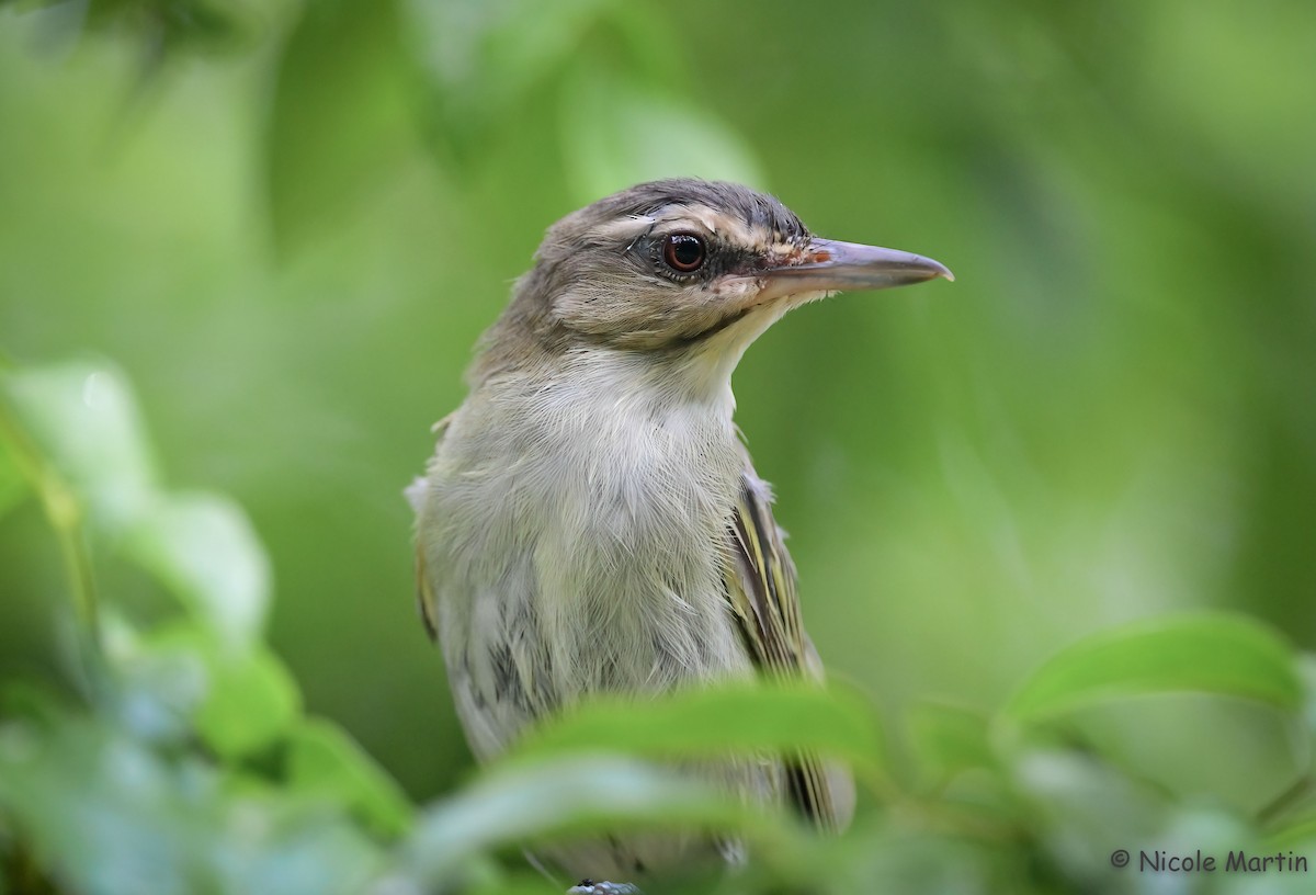 Vireo Bigotudo - ML597308311