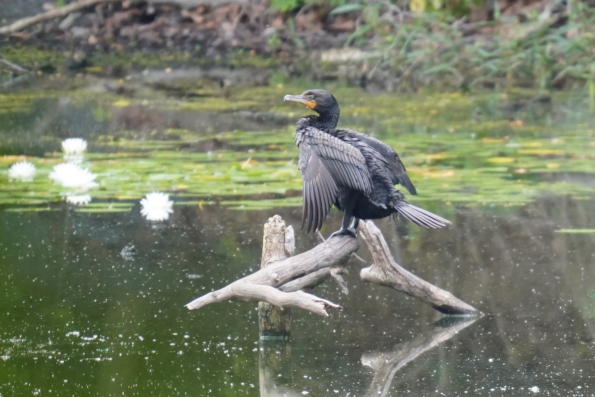 Cormoran à aigrettes - ML597308901