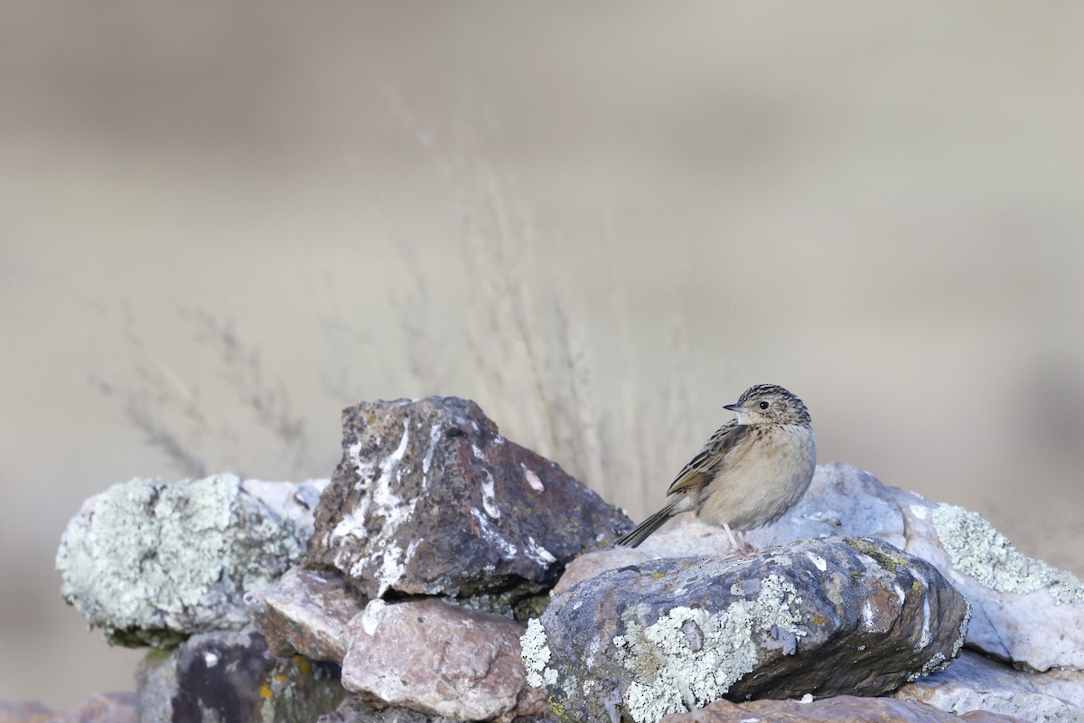 Pipit de la puna - ML597309051