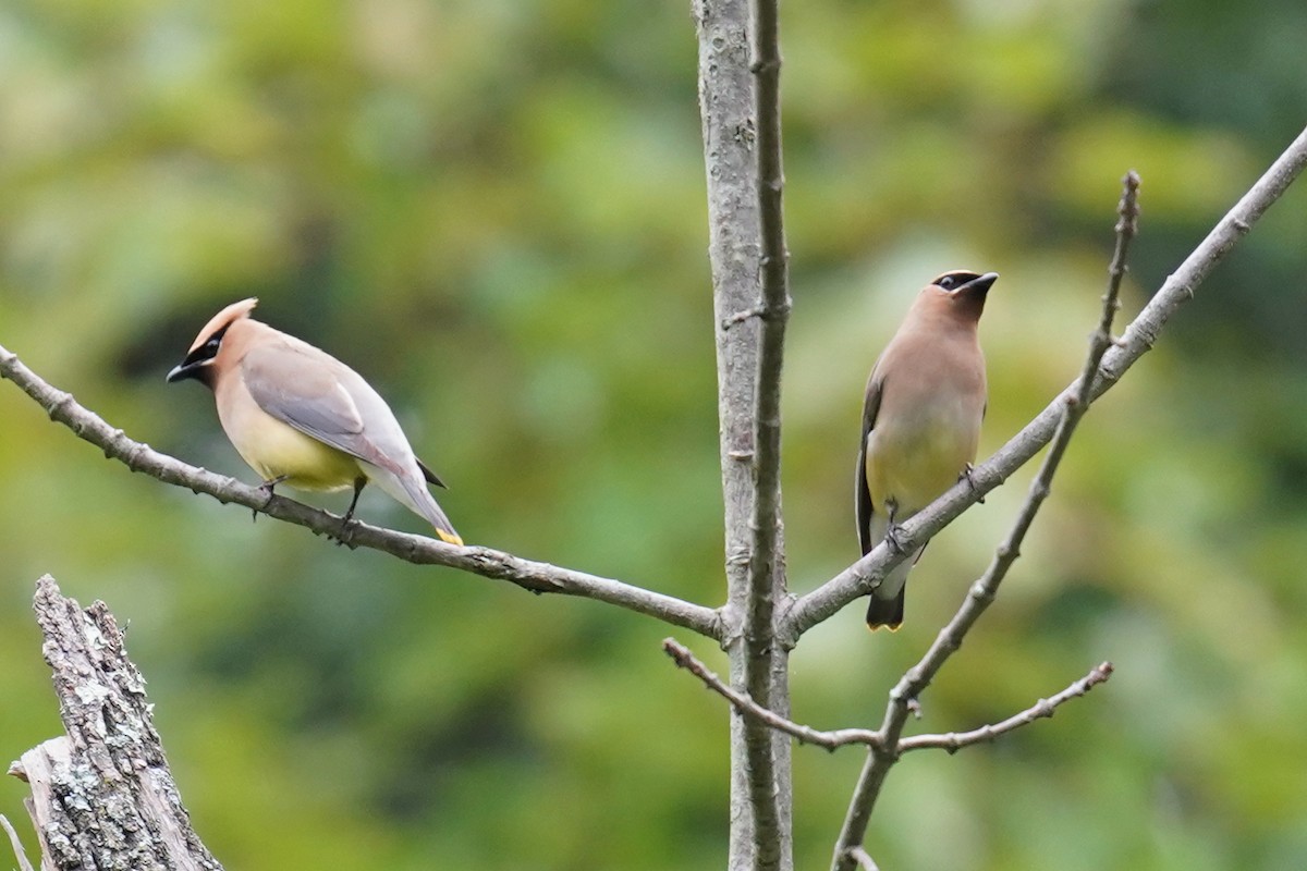 Cedar Waxwing - Bob Yankou