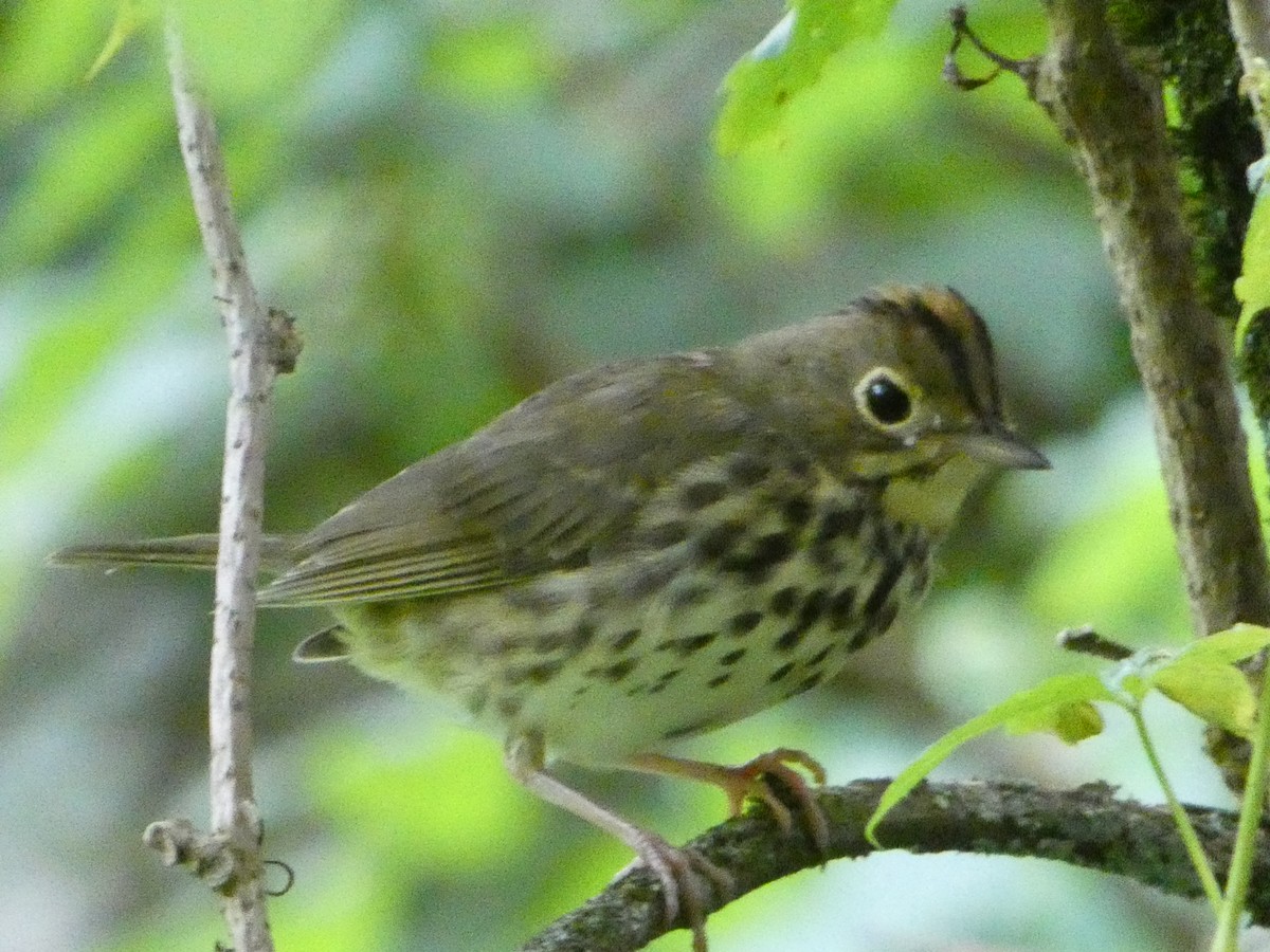 Ovenbird - ML597310591