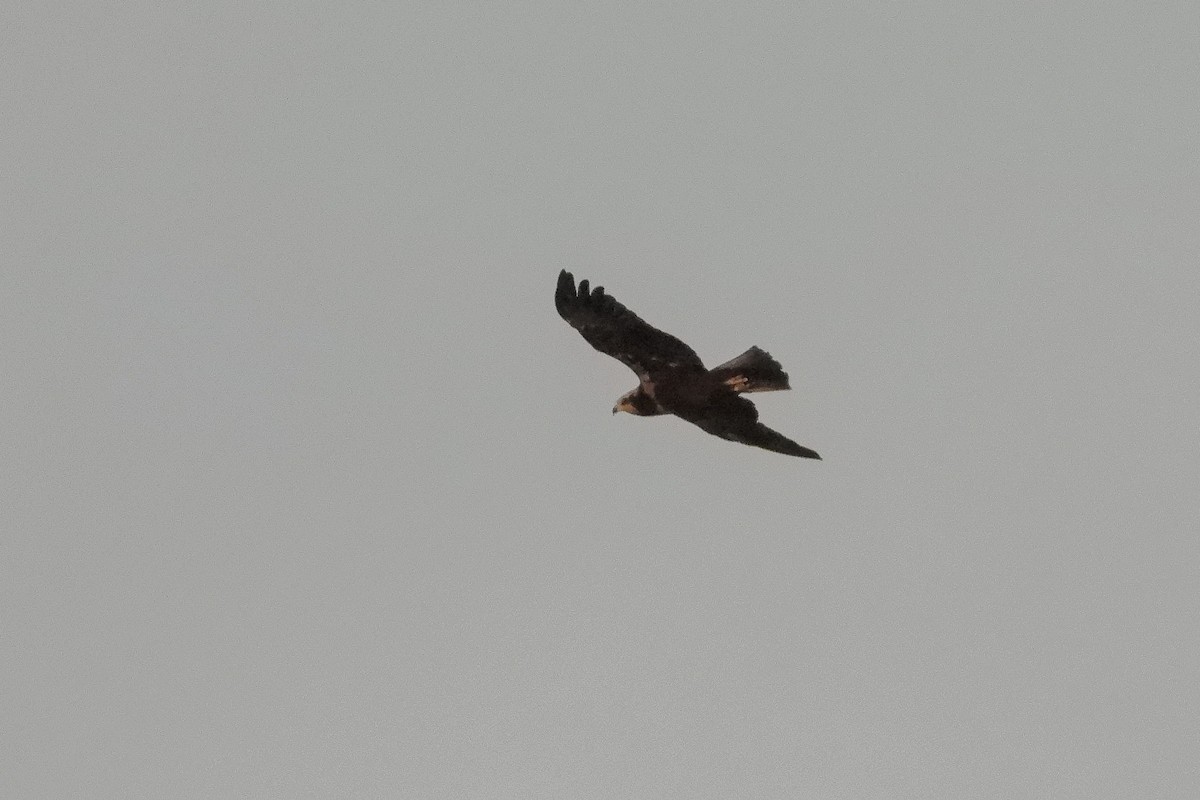 Western Marsh Harrier - ML597310831