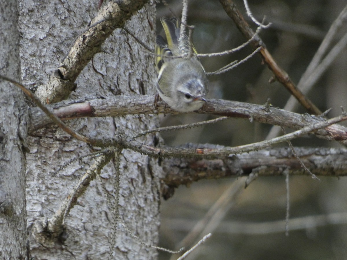 Golden-crowned Kinglet - ML597310851