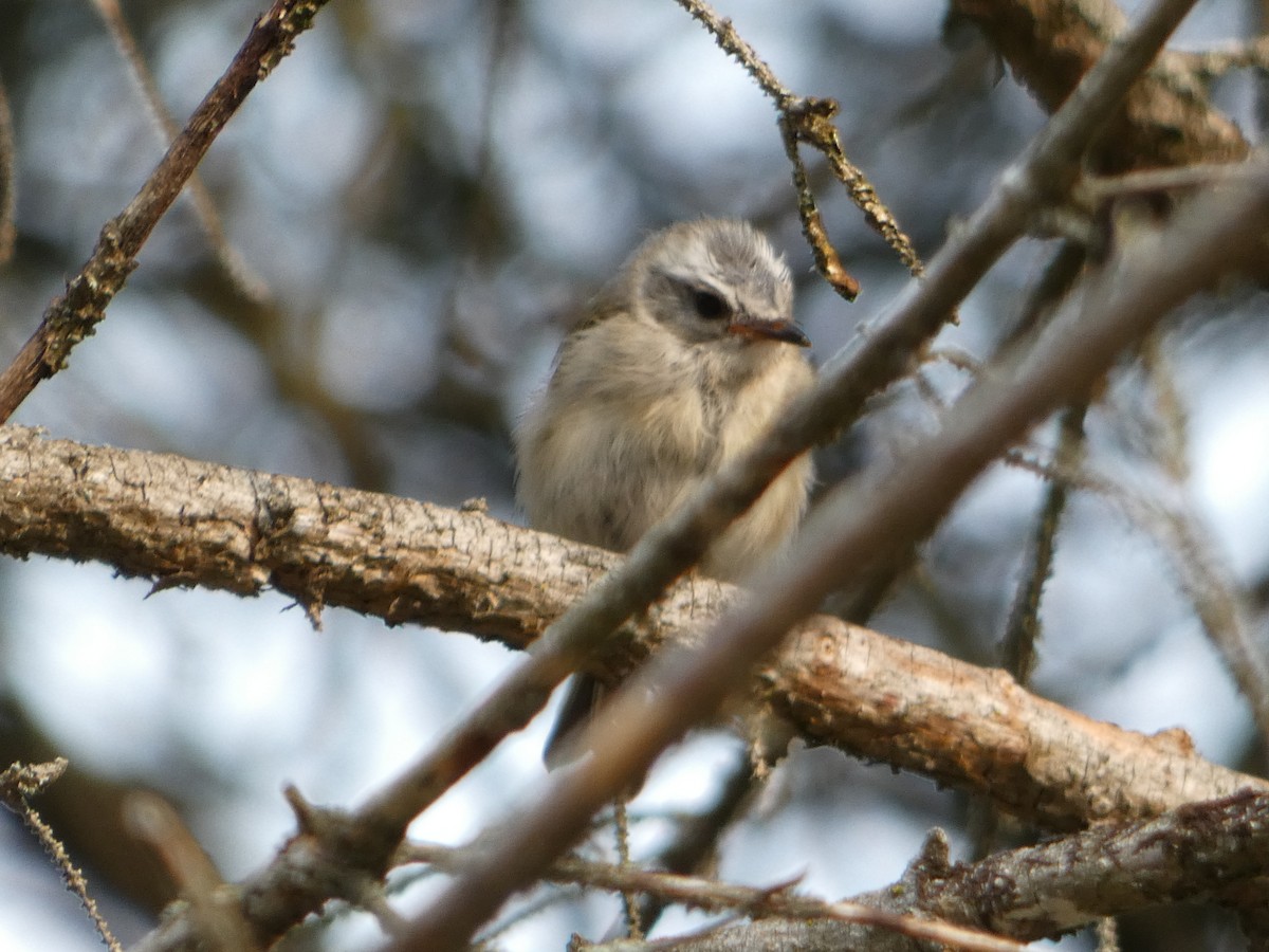 Golden-crowned Kinglet - ML597311501