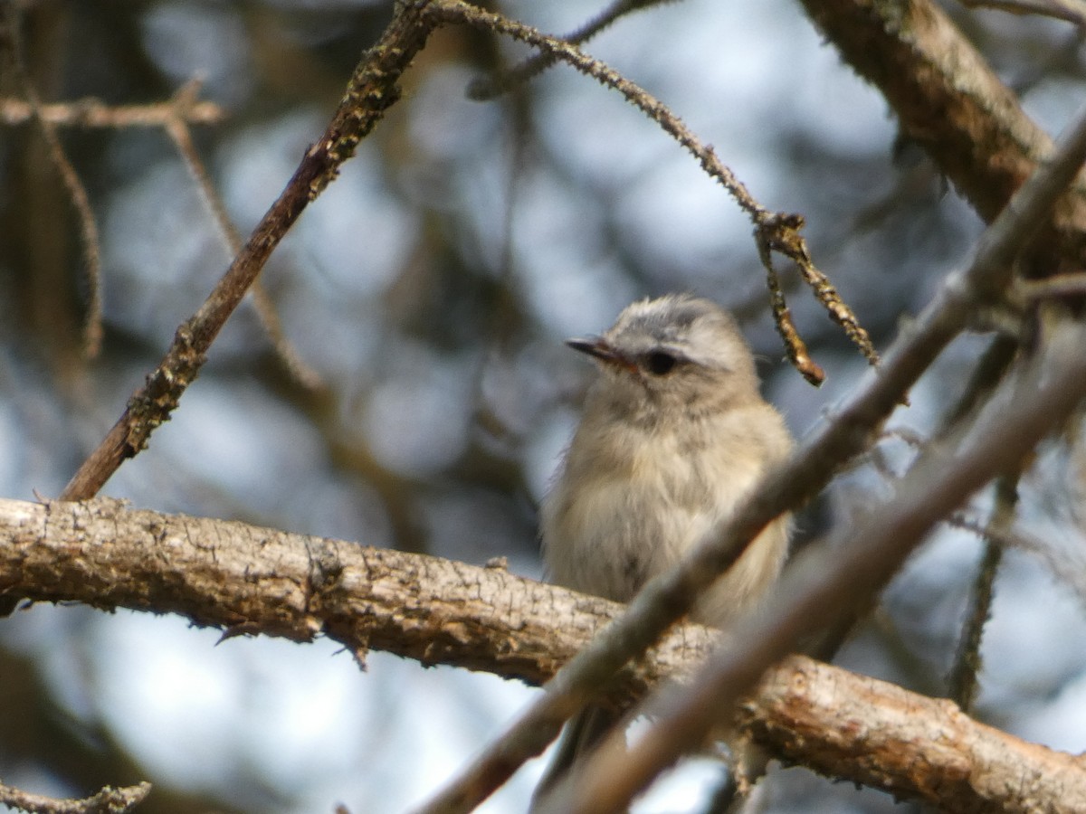 Golden-crowned Kinglet - ML597311511