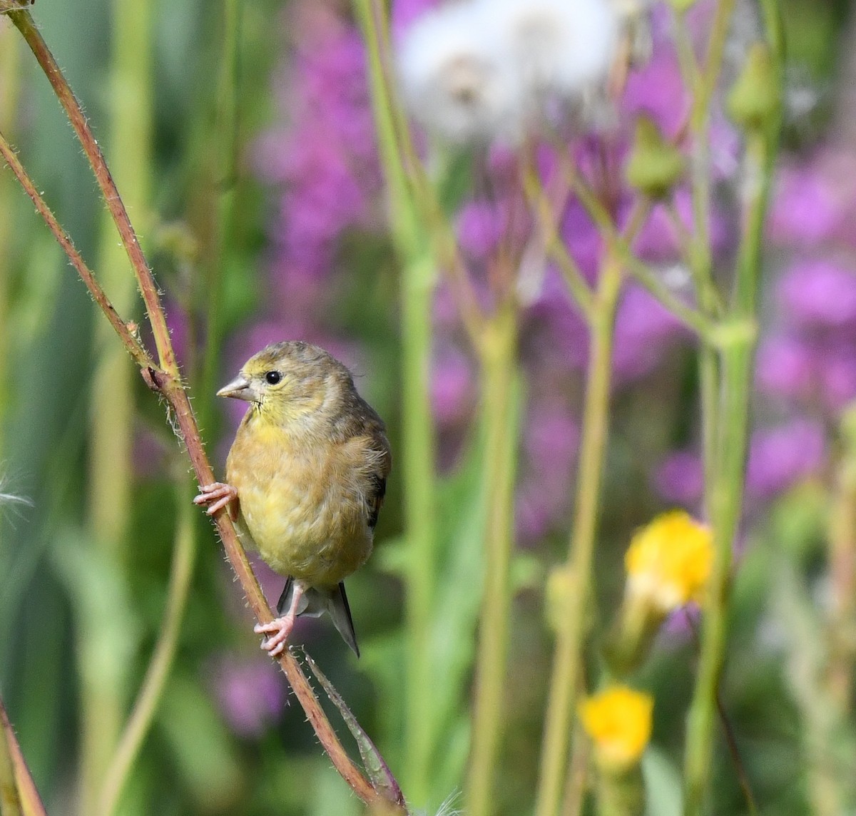 American Goldfinch - ML597311541