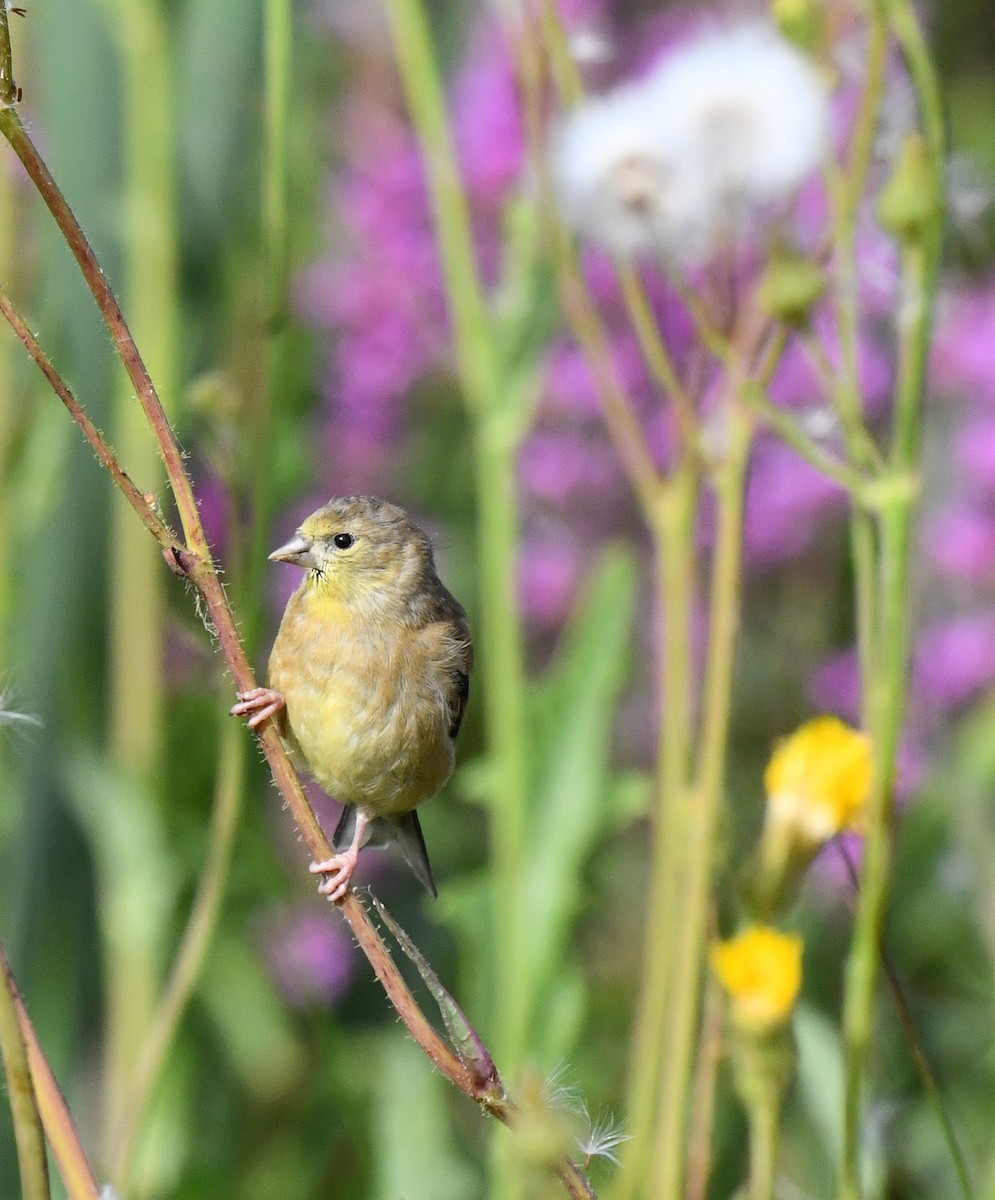 American Goldfinch - ML597311581