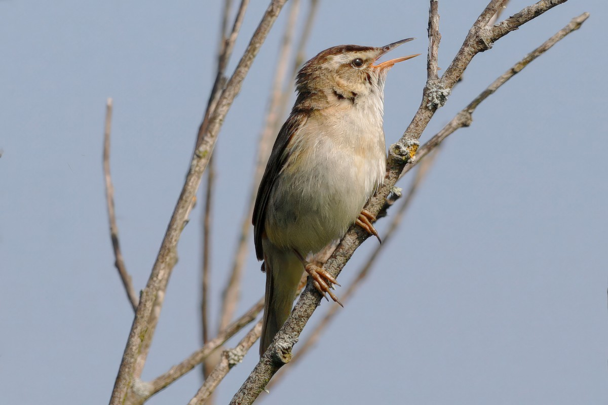 Sedge Warbler - ML597312011