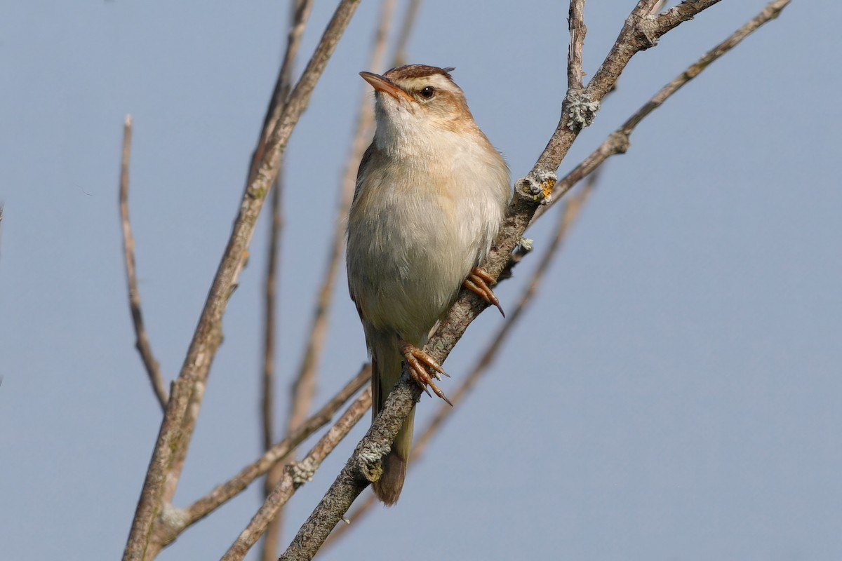 Sedge Warbler - ML597312051