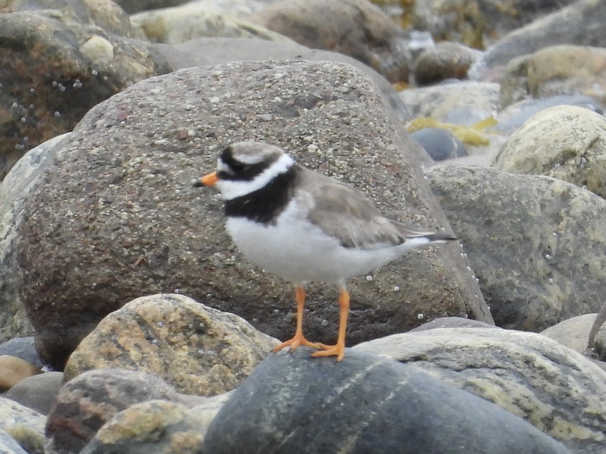 Common Ringed Plover - ML597312301