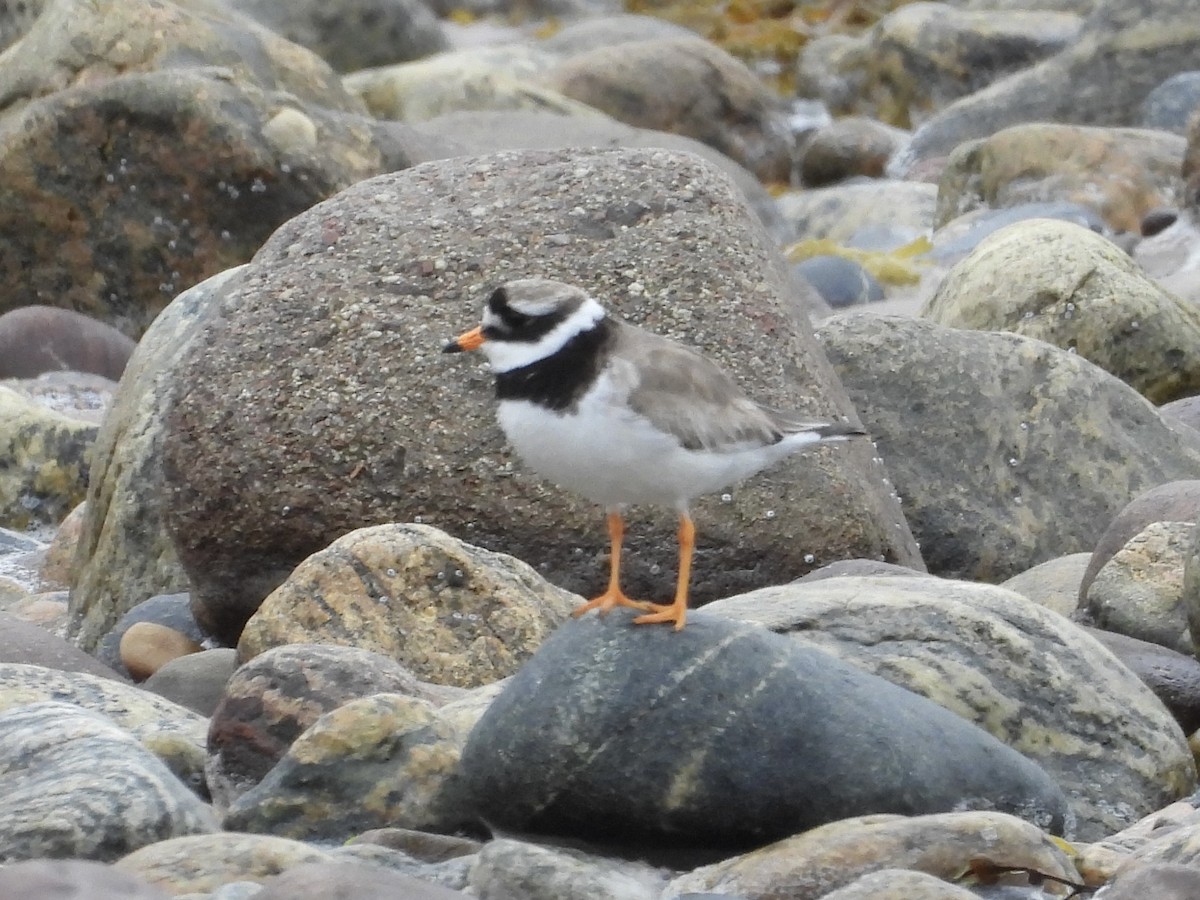 Common Ringed Plover - ML597312311