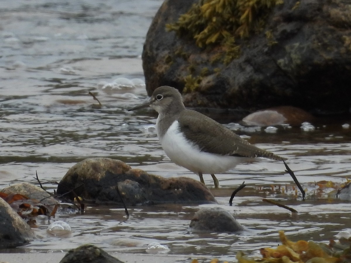 Common Sandpiper - ML597312381