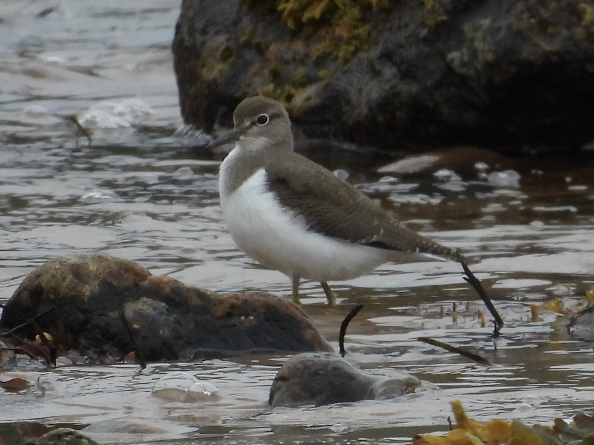 Common Sandpiper - ML597312401