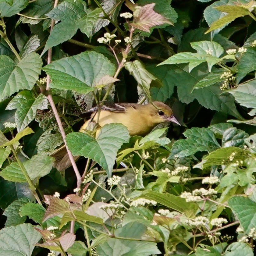 Orchard Oriole - ML597313201