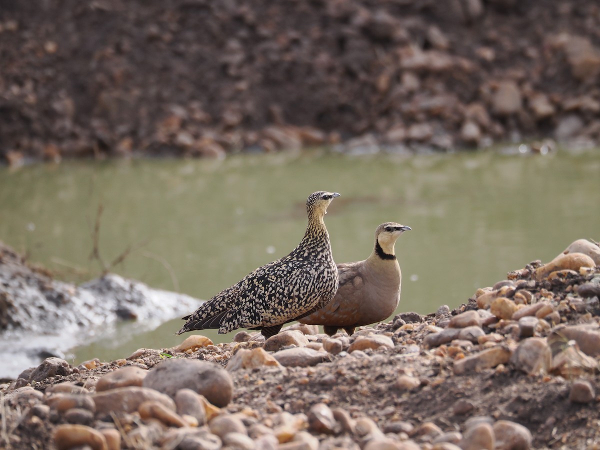 Yellow-throated Sandgrouse - ML597313471