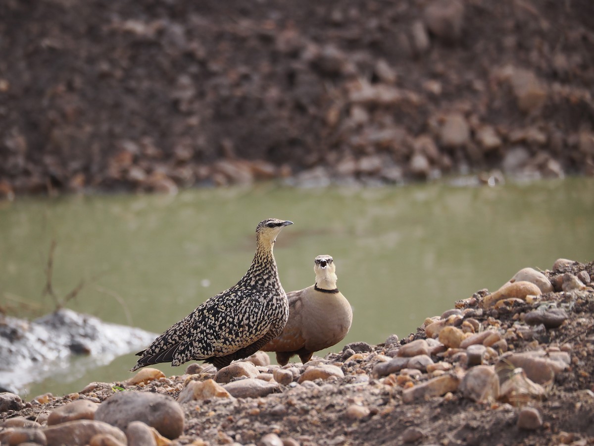 Yellow-throated Sandgrouse - ML597313481