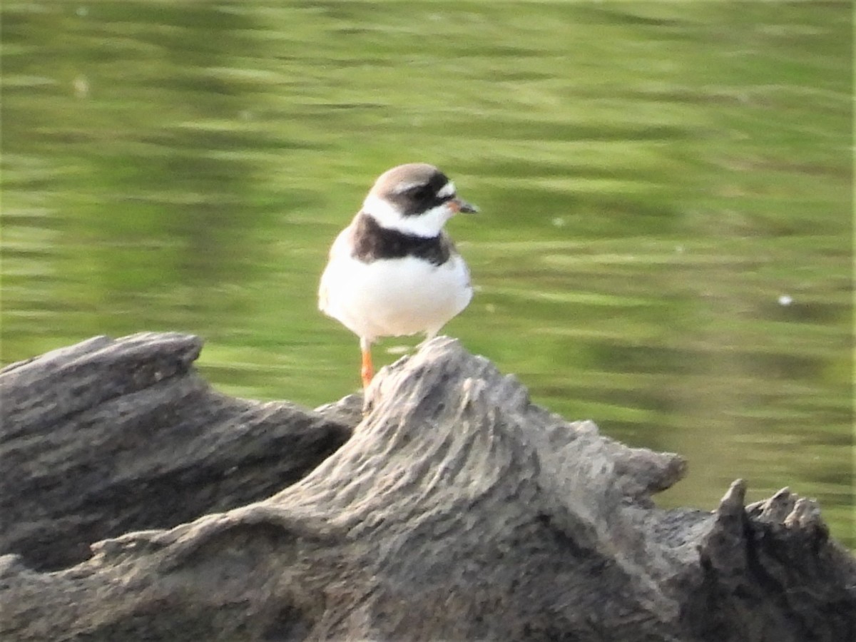 Semipalmated Plover - ML597313491