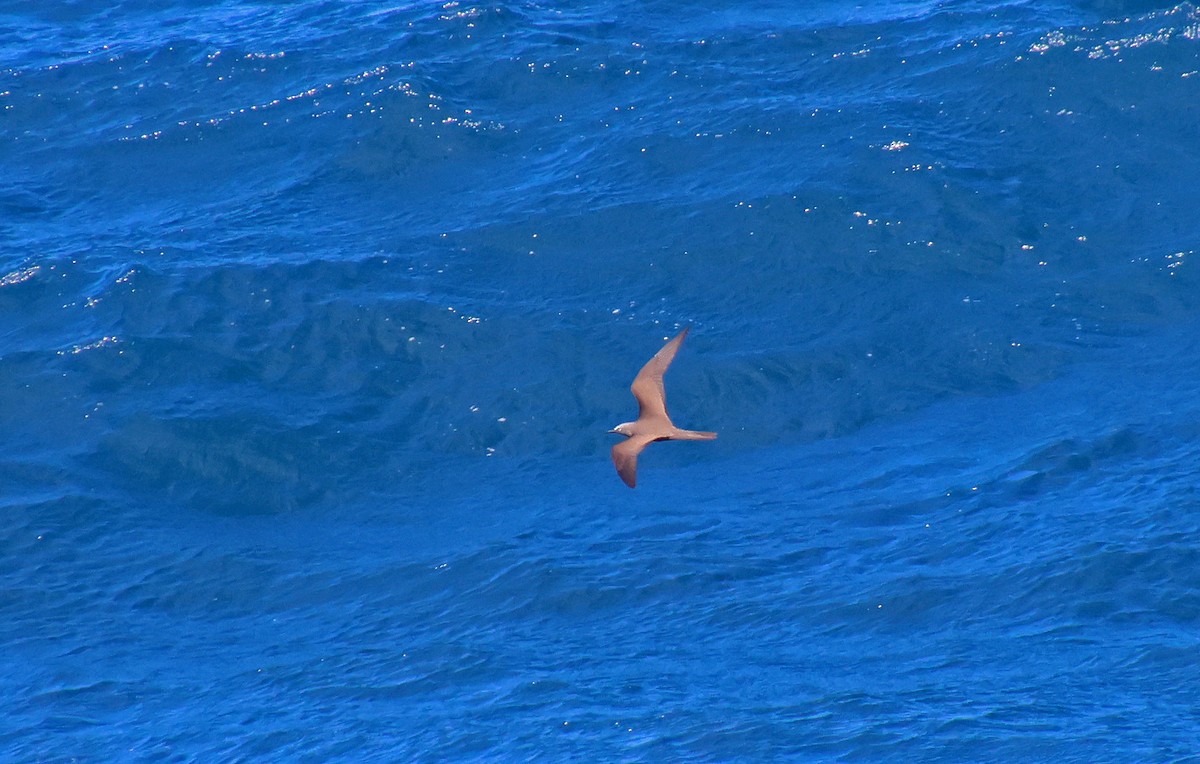 Brown Noddy - ML597313541