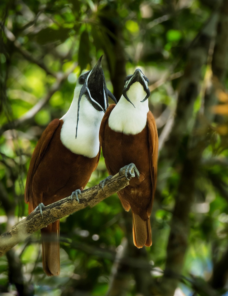 Three-wattled Bellbird - ML597313931