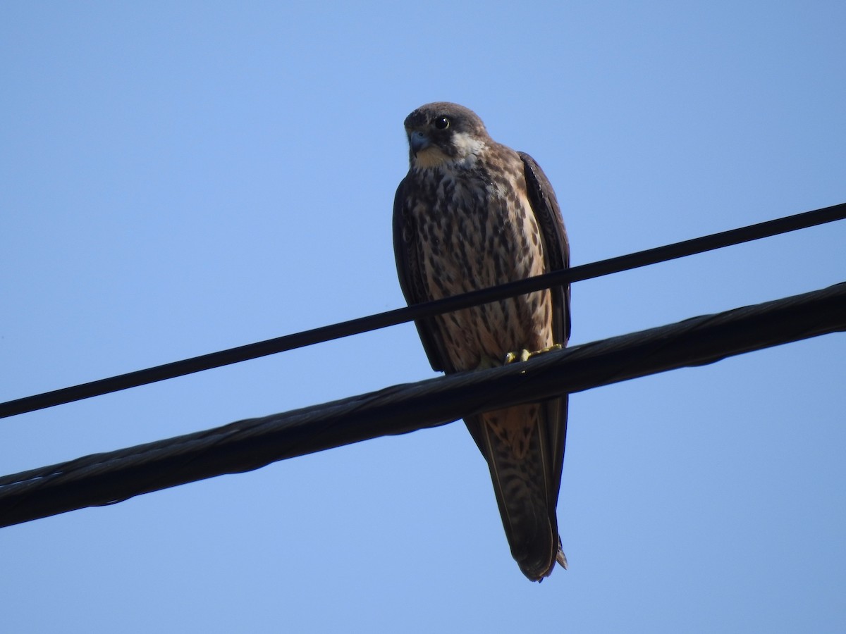 Eleonora's Falcon - ML597314121