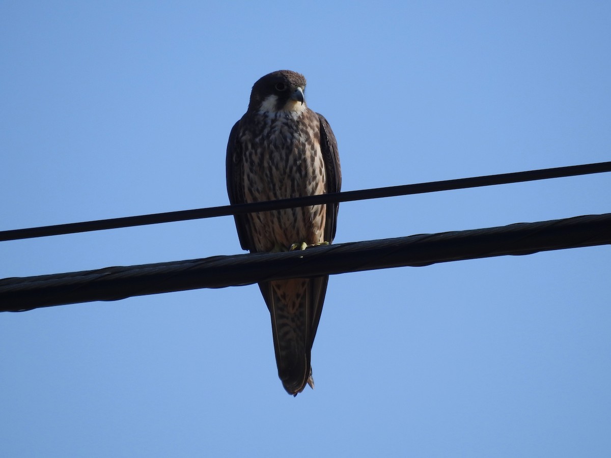 Eleonora's Falcon - ML597314181