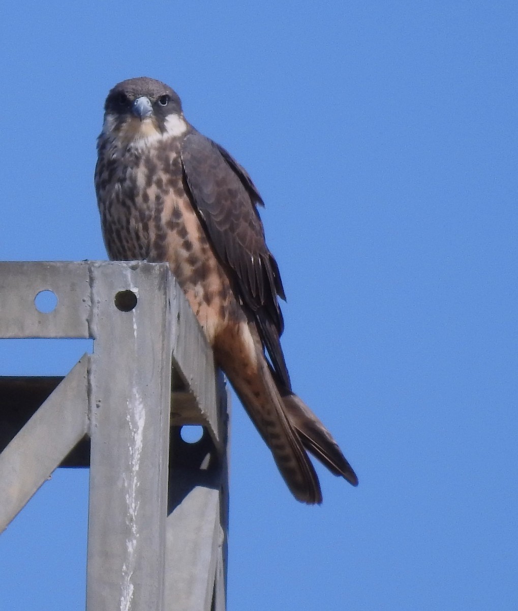 Eleonora's Falcon - ML597314321