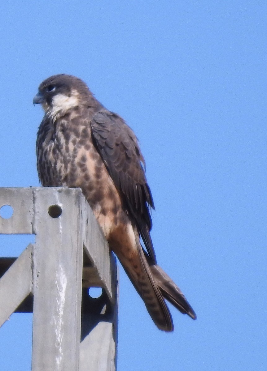 Eleonora's Falcon - ML597314341