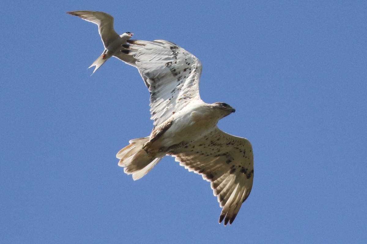 Ferruginous Hawk - Curtis Dowhaniuk