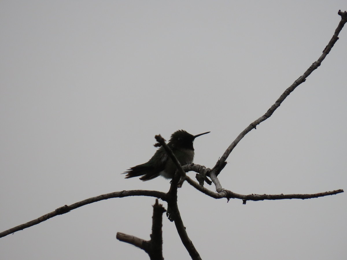 Ruby-throated Hummingbird - ML597315011