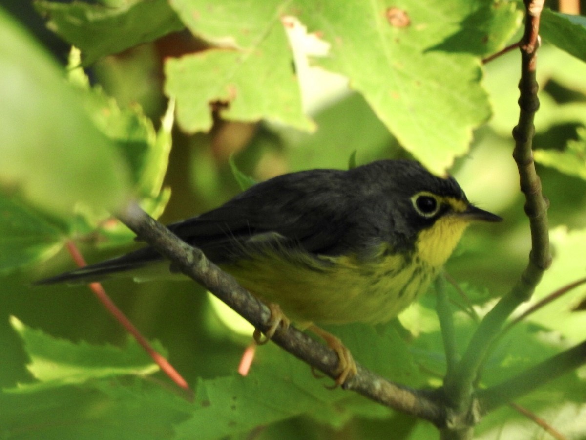 Canada Warbler - ML597315221