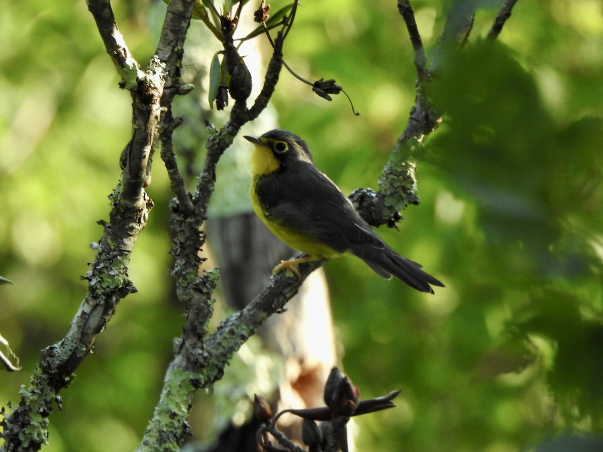 Canada Warbler - ML597315231