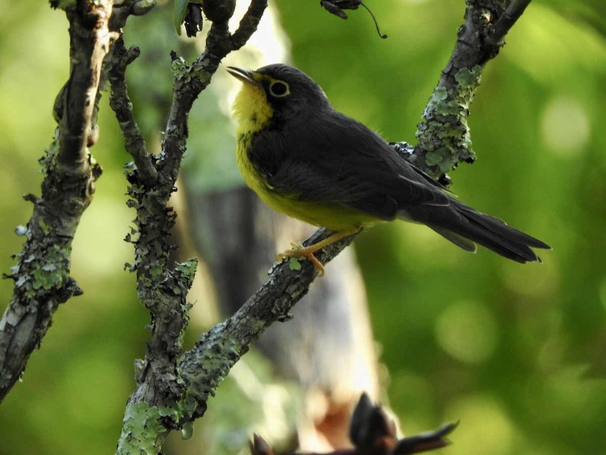 Canada Warbler - ML597315251