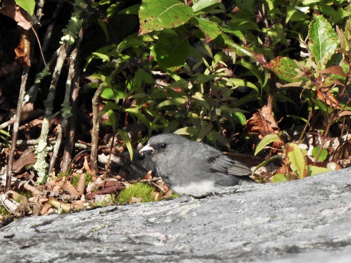 Dark-eyed Junco - ML597315381