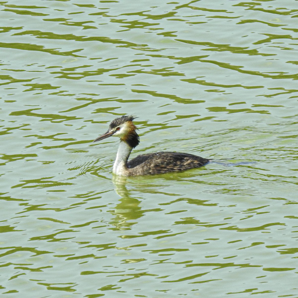 Great Crested Grebe - ML597315681
