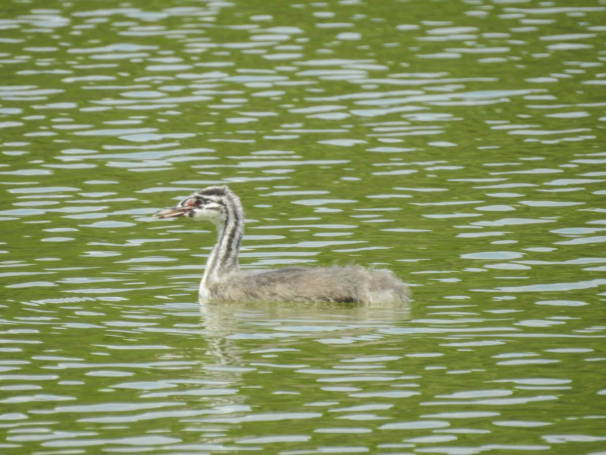 Great Crested Grebe - ML597315701