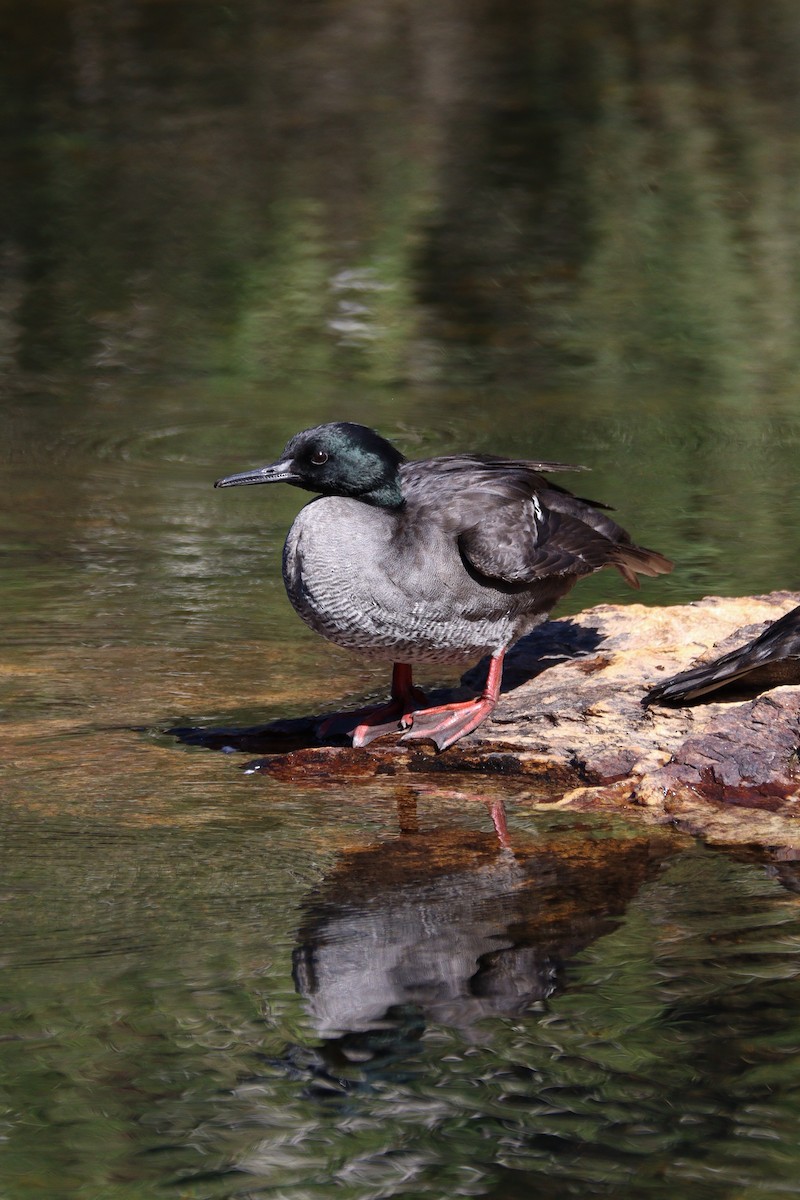Brazilian Merganser - ML597316351