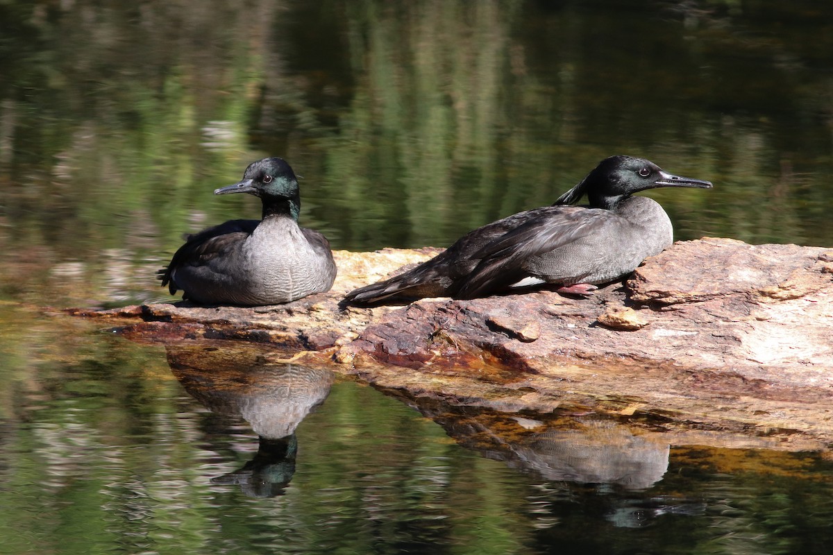 Brazilian Merganser - Luiz Alberto dos Santos