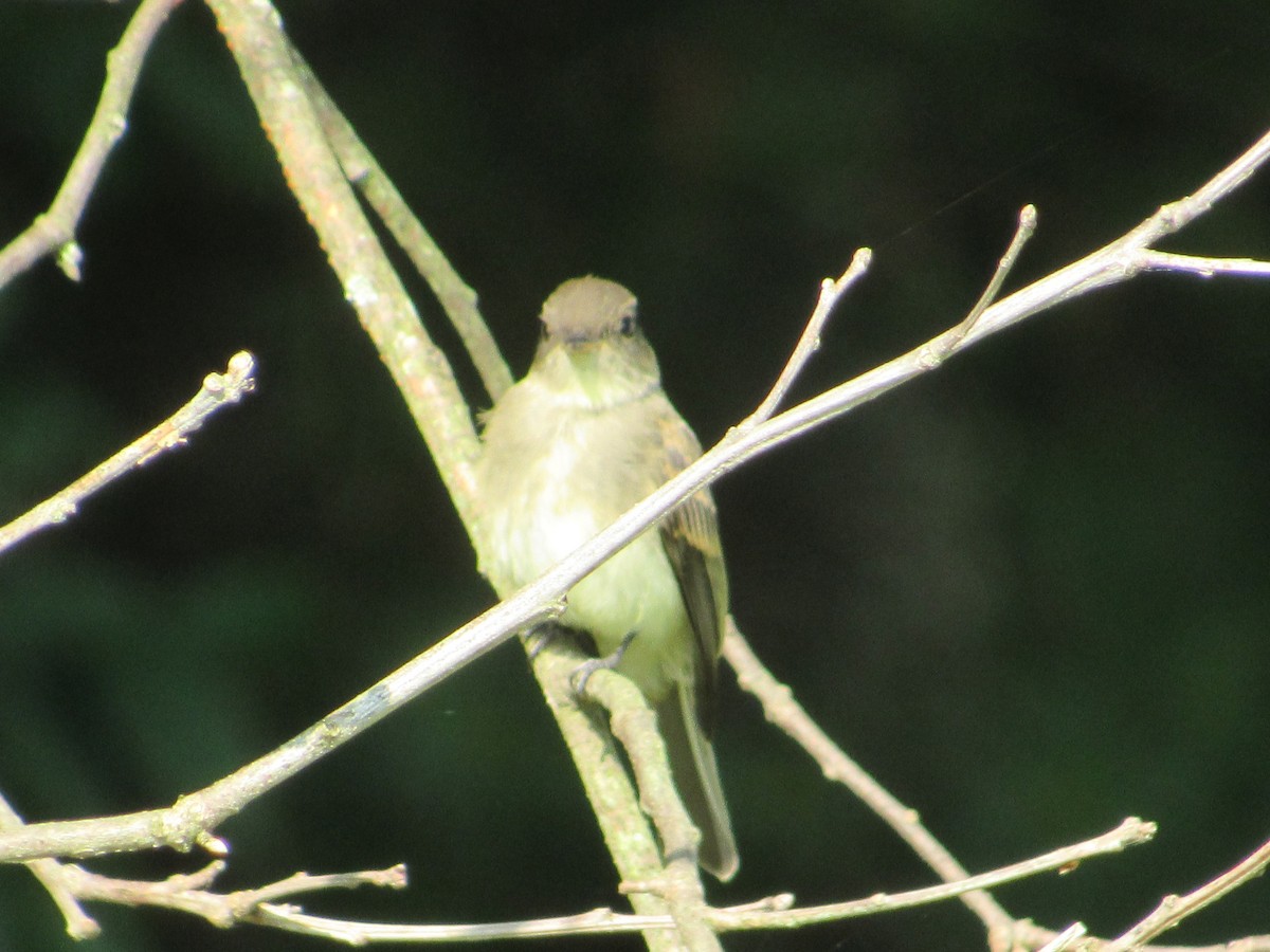 Eastern Wood-Pewee - ML597316611