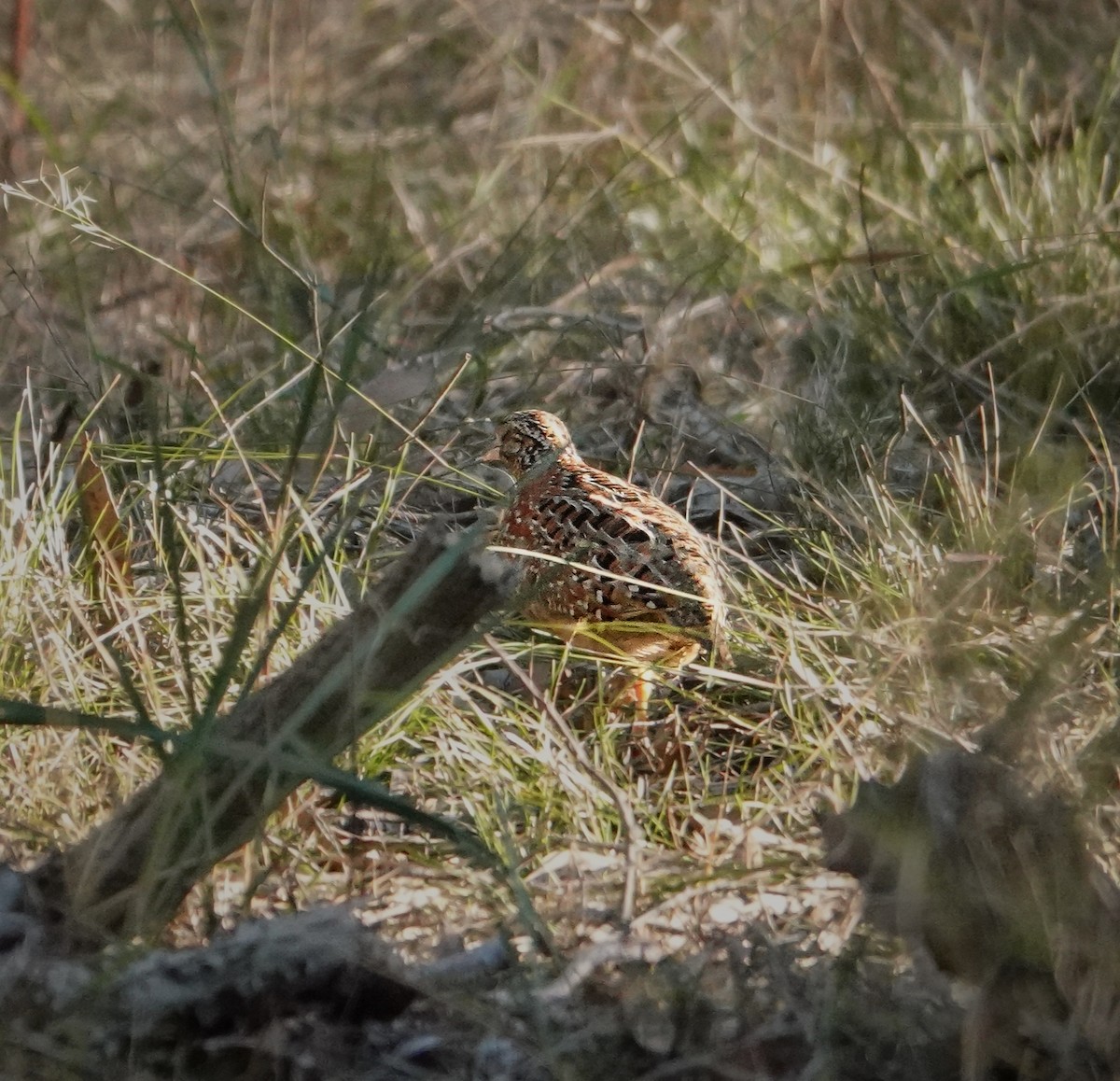 Painted Buttonquail - Kerry Allen