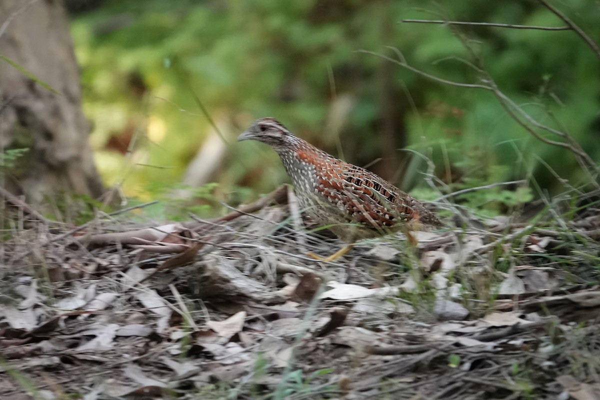 Painted Buttonquail - ML597316781