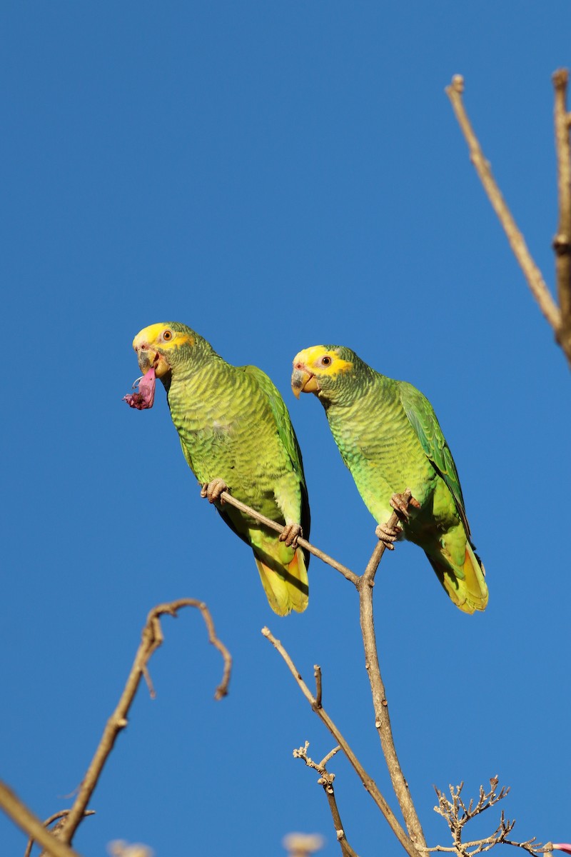 Yellow-faced Parrot - Luiz Alberto dos Santos