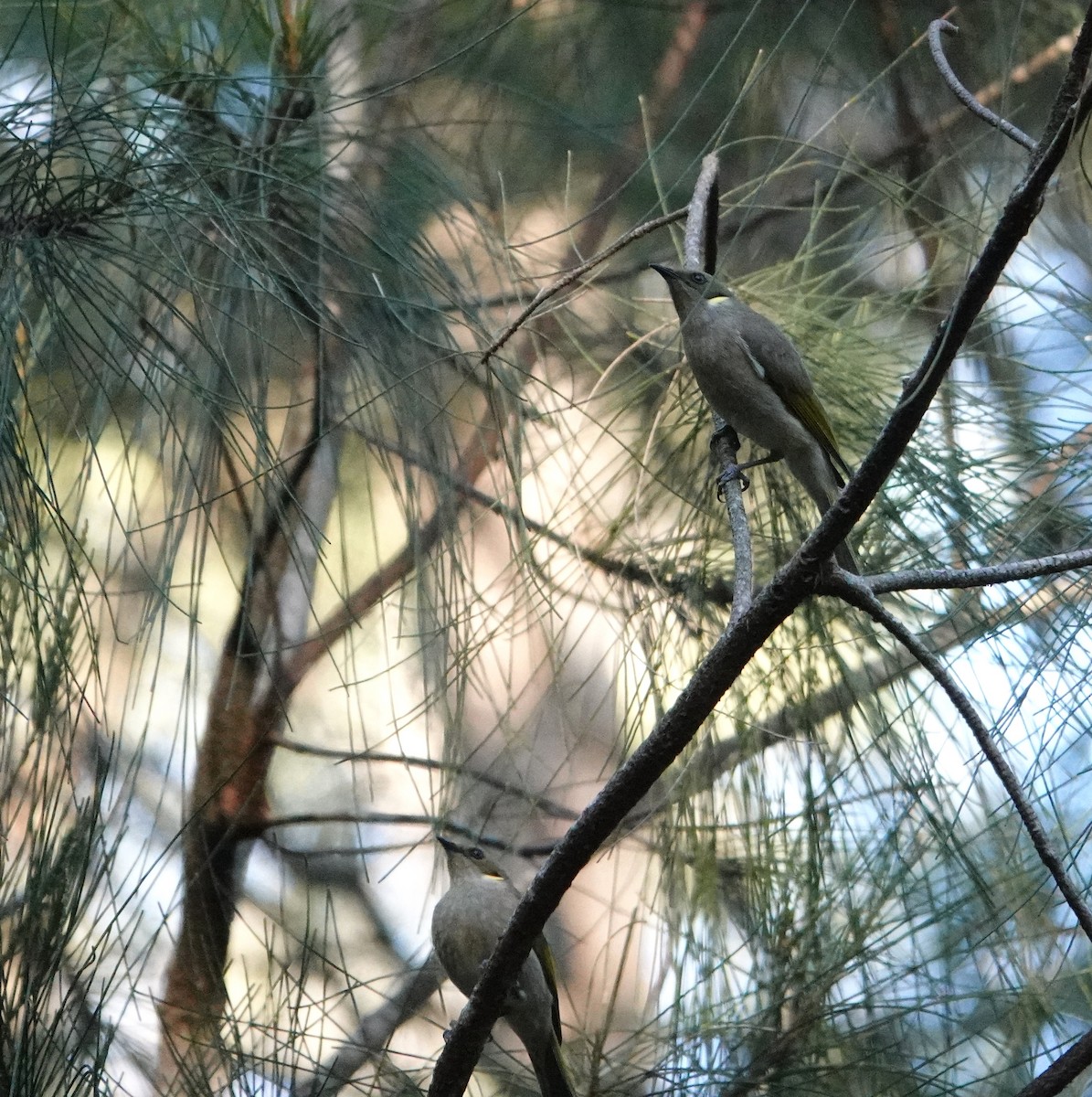 Fuscous Honeyeater - ML597317071