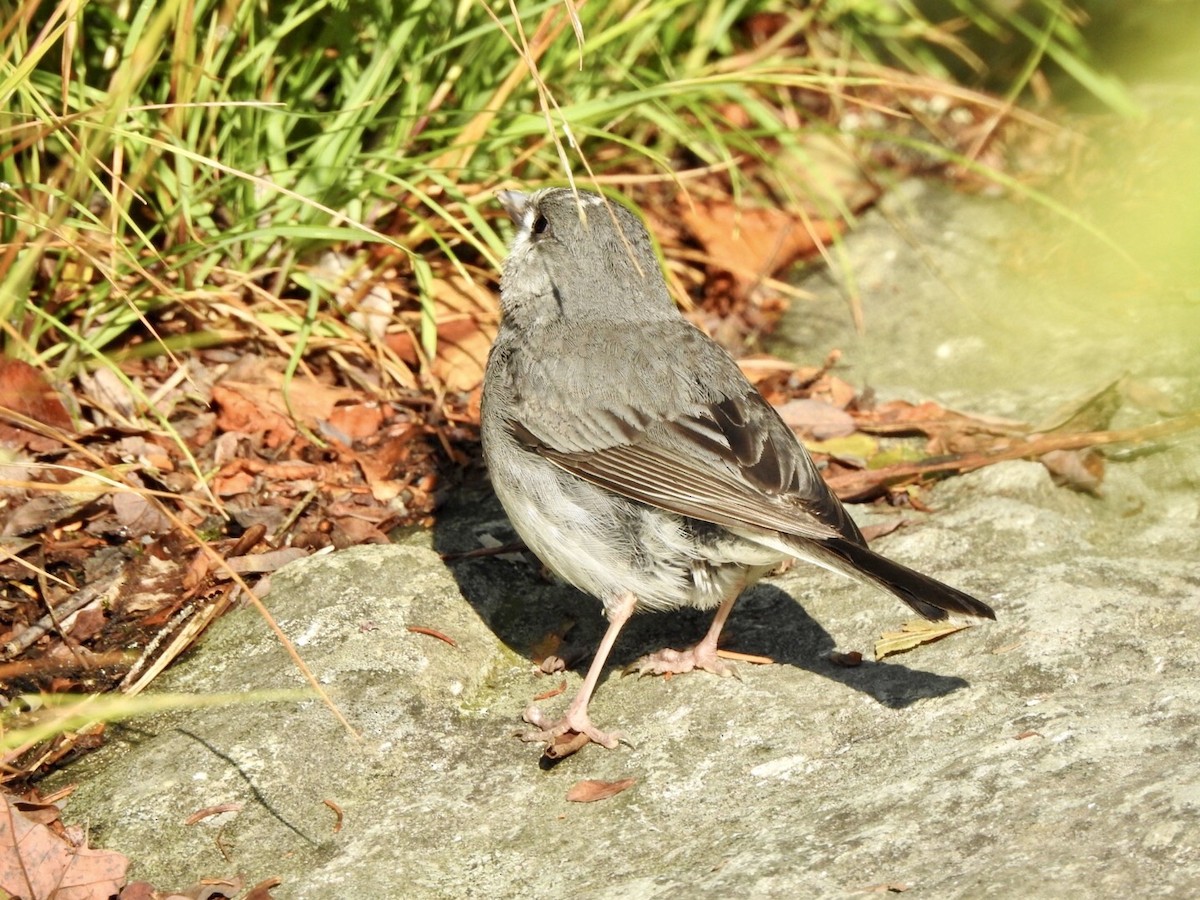 Dark-eyed Junco - ML597317081