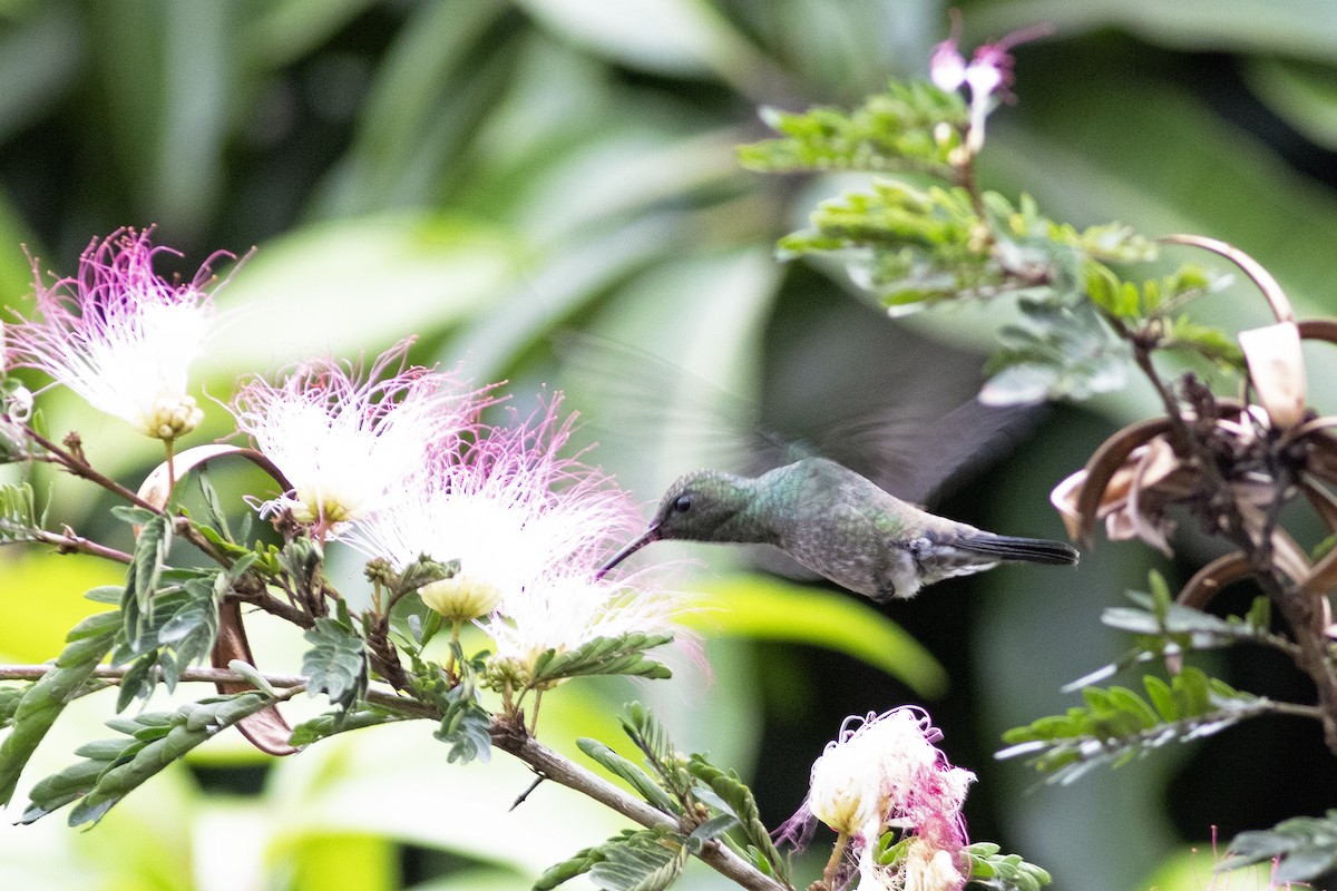 Steely-vented Hummingbird - Jeff 'JP' Peters