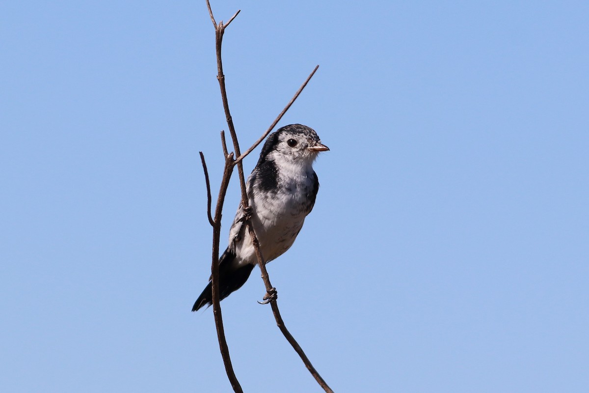 Cock-tailed Tyrant - ML597317191