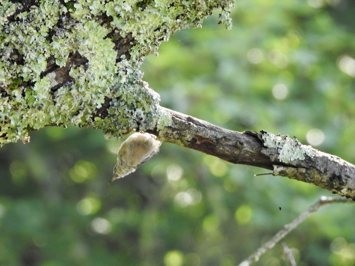 Red-breasted Nuthatch - ML597317341