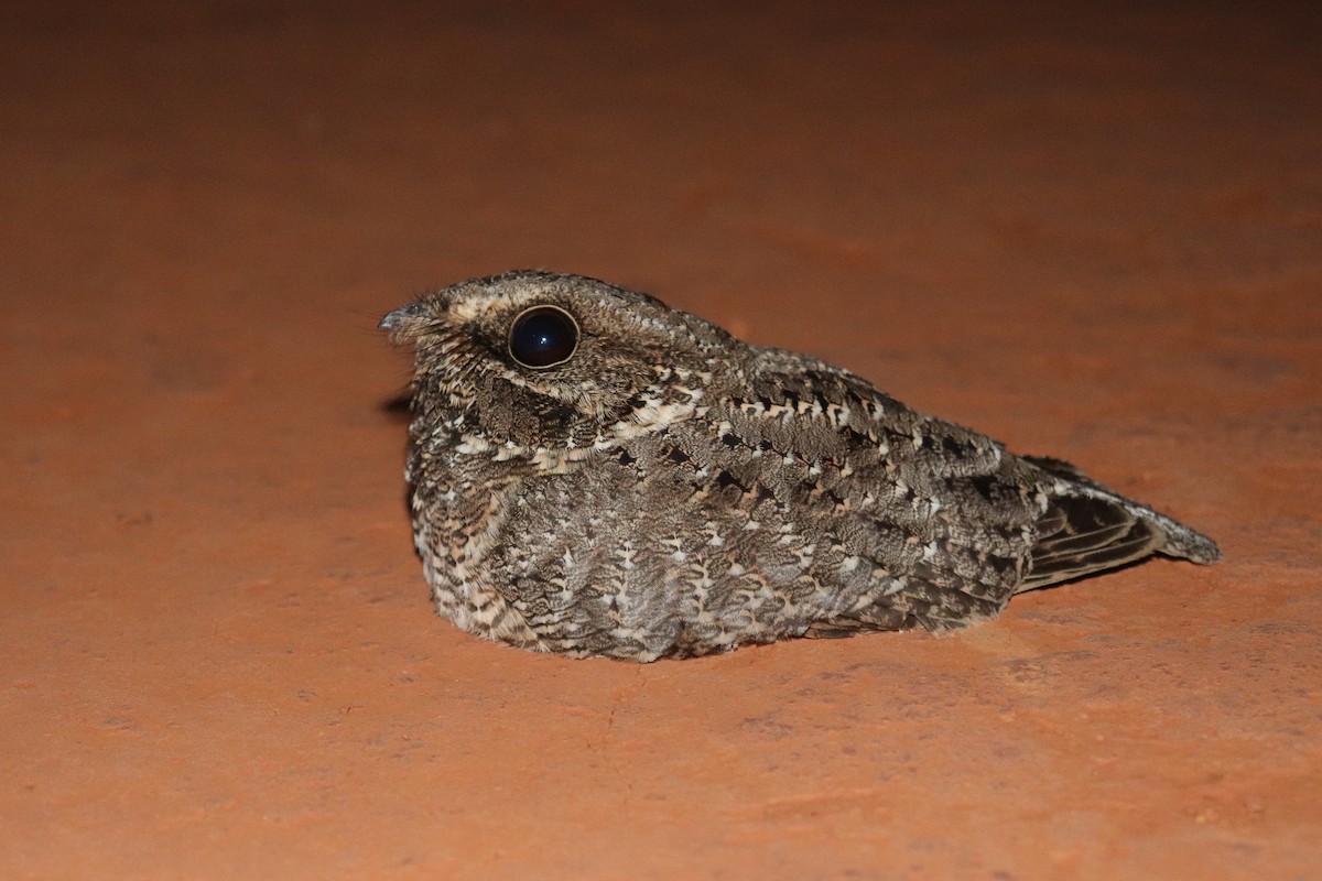 Sickle-winged Nightjar - Luiz Alberto dos Santos