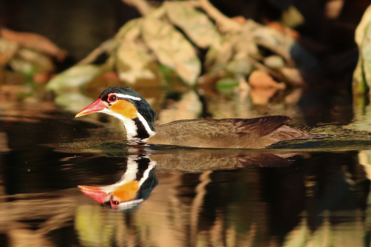 Sungrebe - ML597317951