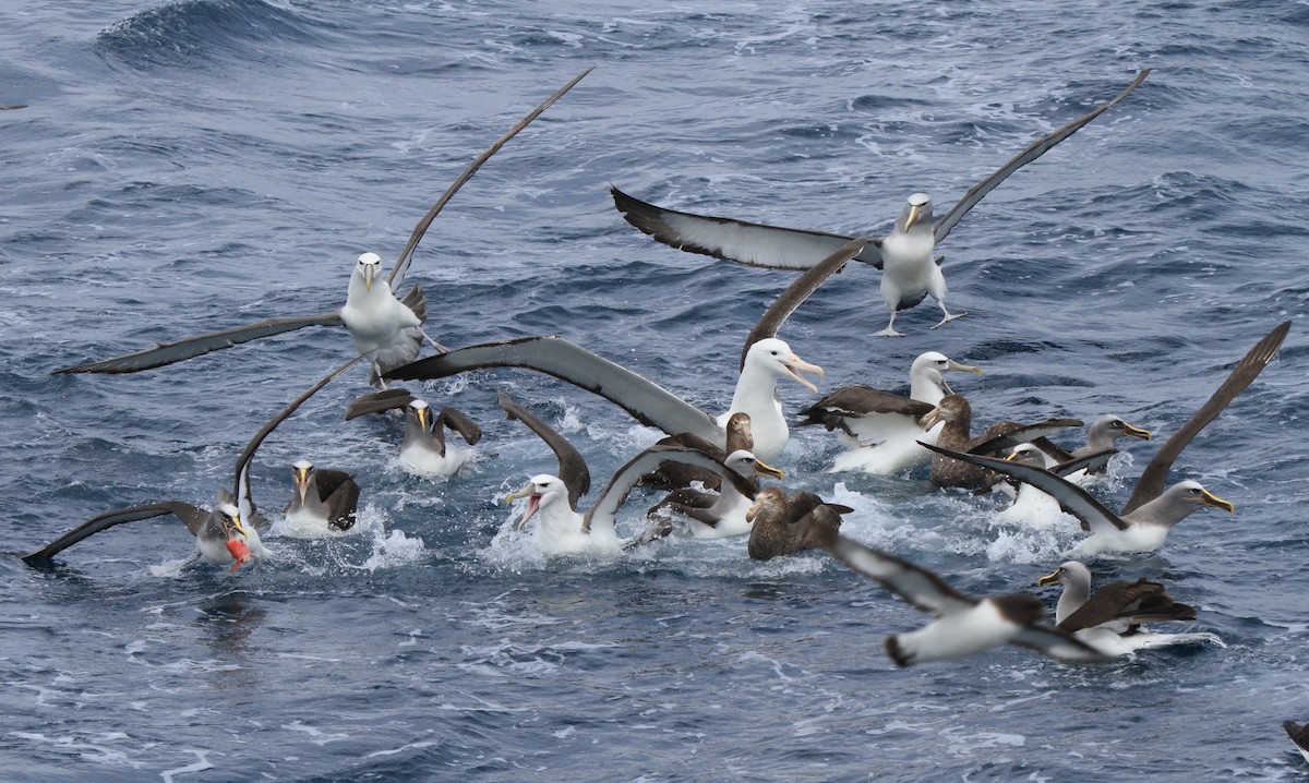 White-capped Albatross - ML597318601
